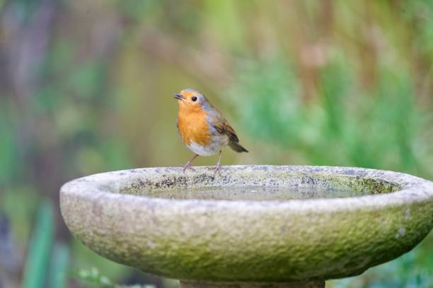 istock Robin garden bird drinking from a garden bird bath 2201055507