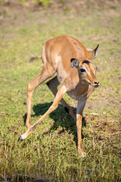 istock Female impala jumps from river drooling water 2201055995