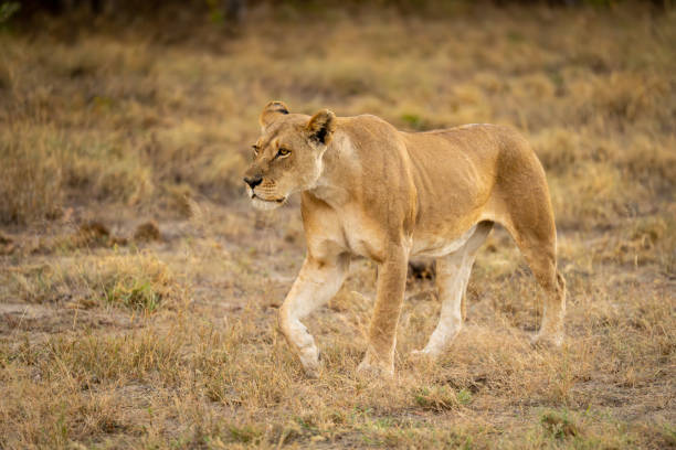 istock Lioness walks across grassy clearing lifting forepaw 2201056214