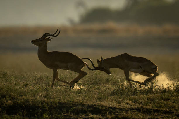 istock Male impala gallops butting another with horns 2201056314