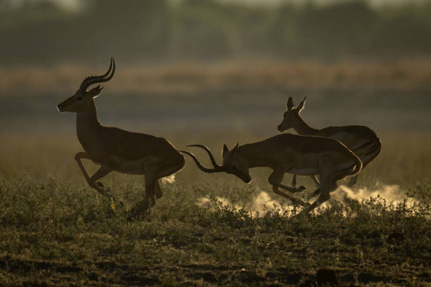istock Male impala runs butting another near female 2201056331