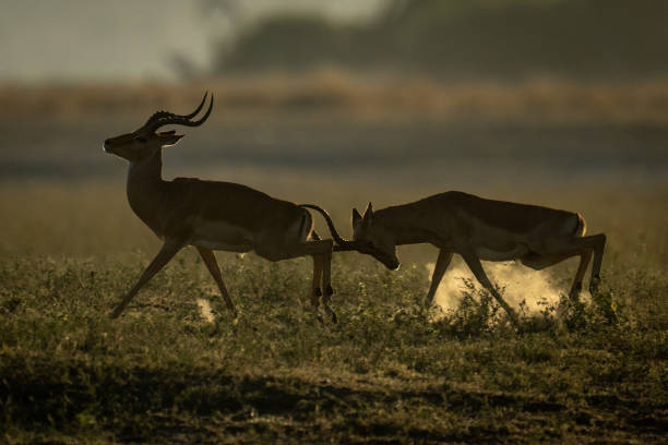 istock Male impala runs butting another with horns 2201056339