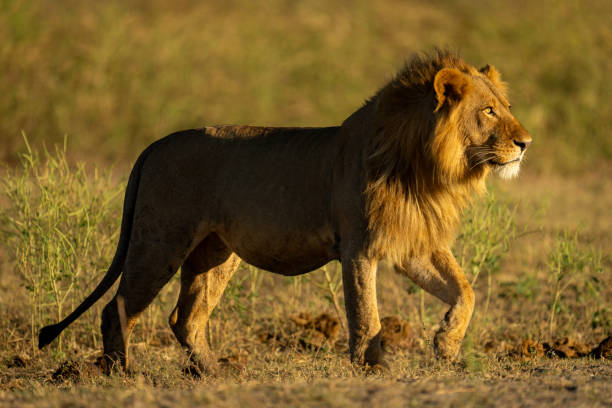 istock Male lion with catchlight crosses short grass 2201056466