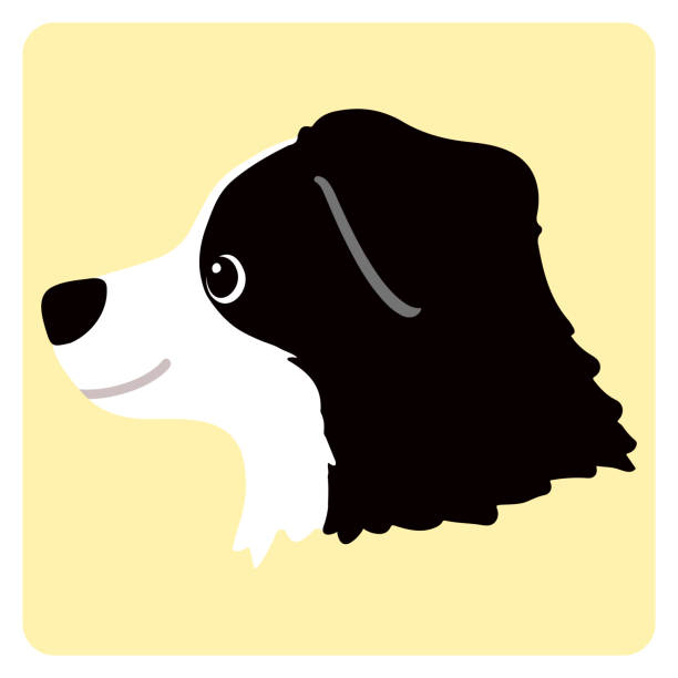 kuvapankkikuvitukset aiheesta yksinkertainen ja söpö kuva bordercolliesta sivukuvassa ilman ääriviivoja - bordercollie