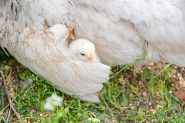 Two small yellow and white chicks huddle together for warmth and protection under the wing of their mother hen, resting on a patch of grass,
