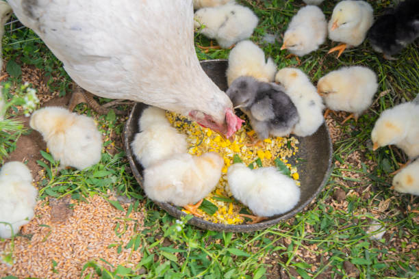 White hen feeding chicks with corn and grass from a bowl set on the ground, surrounded by more fluffy, yellow chicks, creating a nurturing and peaceful farm scene