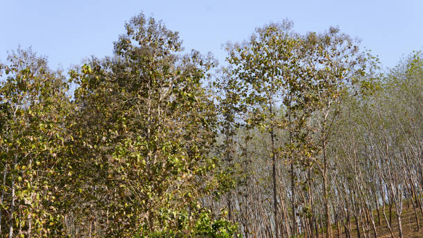 istock Dry teak trees in autumn on the forest with blue bright sky ,summer time. Focus on tree. Noisy. Exposure. Similar others 2201063034