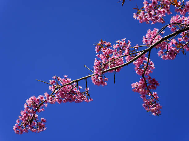 istock Wild Himalayan Cherry, Prunus cerasoides, Sakura in Thailand 2201063110