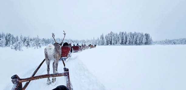 istock reindeer trek in winter finland 2201064288