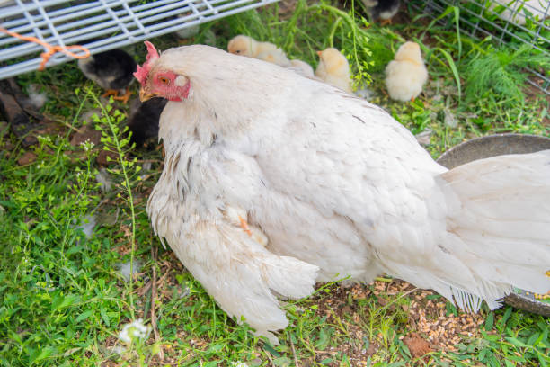 istock Two little yellow and white chicks hide under their mother hen's wing seeking warmth and protection, resting on the grass, other chicks eat grass 2201066052