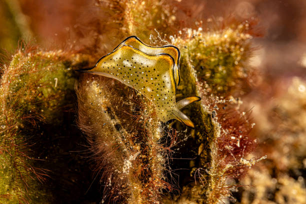 istock Elysia ornata, Ornate Elysia Nudibranch on Green Algae, Lembeh Strait, Indonesia 2201066756