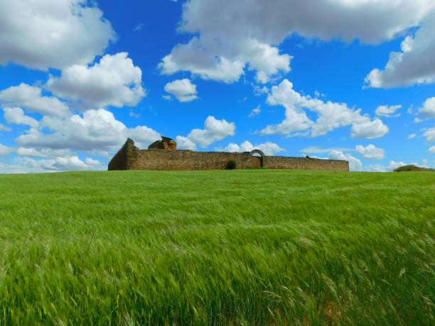 The photo captures remnants of an old stone structure amid wild vegetation under a clear blue sky. Taken in Turkey, this historic site evokes thoughts of decay, nature, and past civilizations.