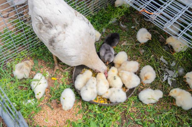 White hen feeding its chicks with seeds in a pan placed on grass inside a cage, some chicks are eating from the ground and others are inside the pan