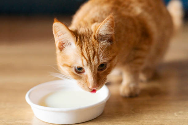istock Cute ginger cat drinking milk at home and licking muzzle, enjoying natural meal 2201068514