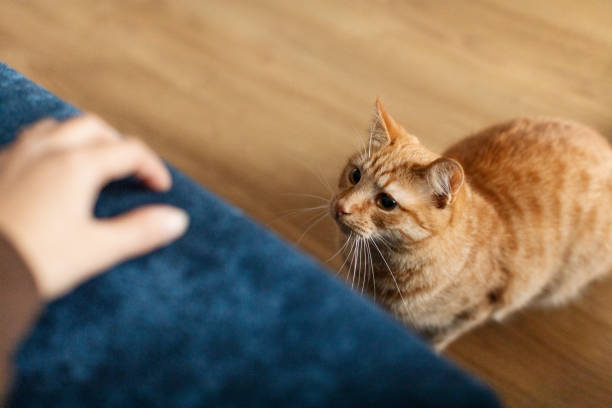 istock Cute ginger cat playing with human hand while sitting on floor near sofa and looking at female fingers 2201068831