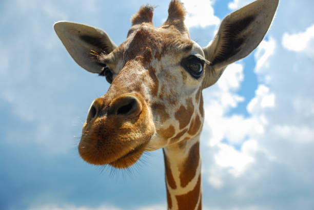 istock Portrait of giraffe with blue sky - Philippines, Coron Island 2201070178