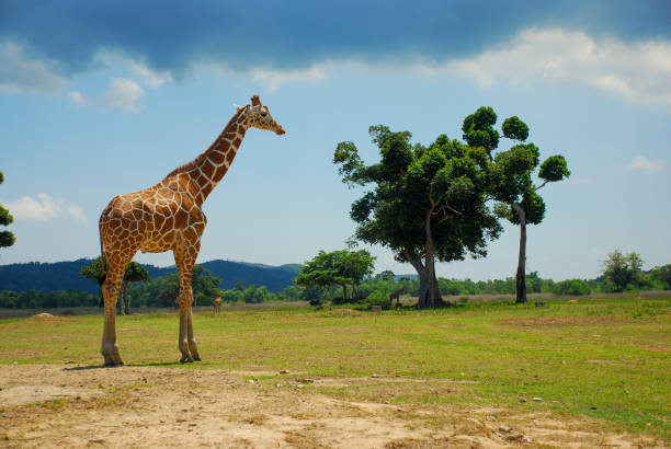 istock Giraffe in a safari reserve - Philippines, Coron Island 2201070206