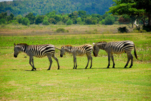 istock Zebras on the savannah - Philippines, Coron Island 2201070232