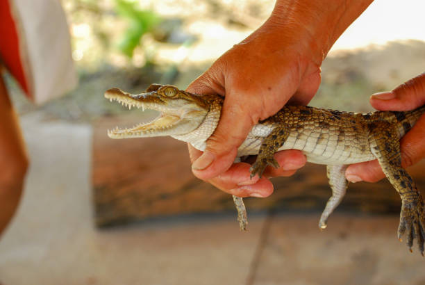 istock A baby crocodile in hand - Philippines, Coron Island 2201070259