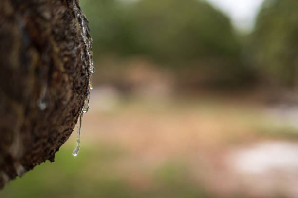 Mastic oozes in tears from mastic tree branch forming delicate resin drops on Chios Island, Greece. Rich texture and soft bokeh background highlight the authenticity of this treasured natural element.