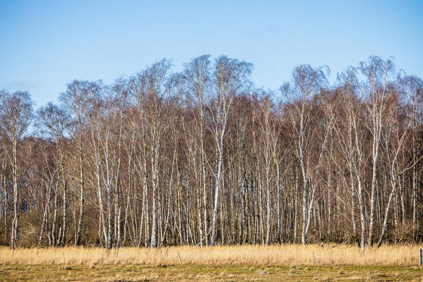 The picture is taken in one of the only virgin forests in Denmark, it originate from seeds blown from Sweden. The picture is taken at Kalvebod Fælled - Kalvebod Commons, which is a nature area and public park close to the center of Copenhagen and it is a popular area for bird watchers