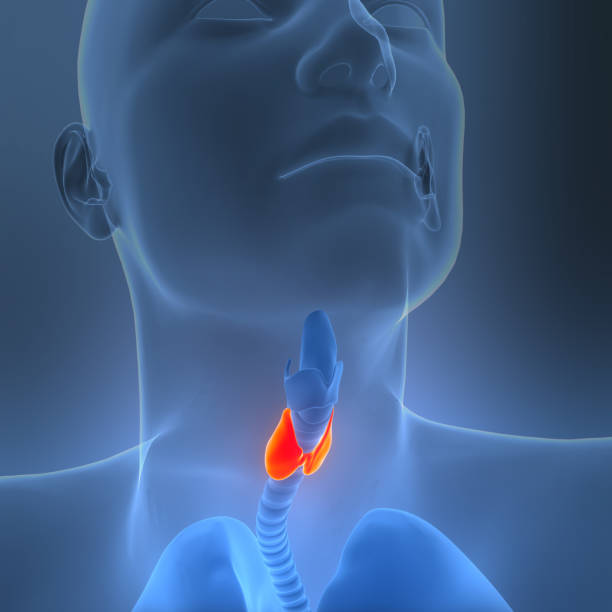 istock Human Body Glands Thyroid Gland Anatomy 2201074132