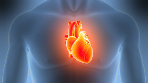 istock Human Circulatory System Heart Anatomy 2201074134