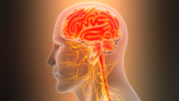 istock Central Organ of Human Nervous System Brain Anatomy 2201074137
