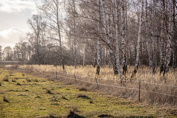 The picture is taken in one of the only virgin forests in Denmark, it originate from seeds blown from Sweden. The picture is taken at Kalvebod Fælled - Kalvebod Commons, which is a nature area and public park close to the center of Copenhagen and it is a popular area for bird watchers