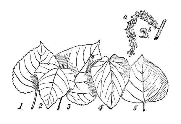 istock Cottonwood, White poplar, Balsam poplar, Downy poplar, American aspen 2201075168