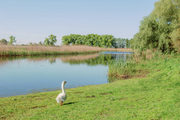A white goose standing on green grass near the water.