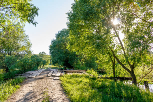 Old wooden bridge in lush green forest
