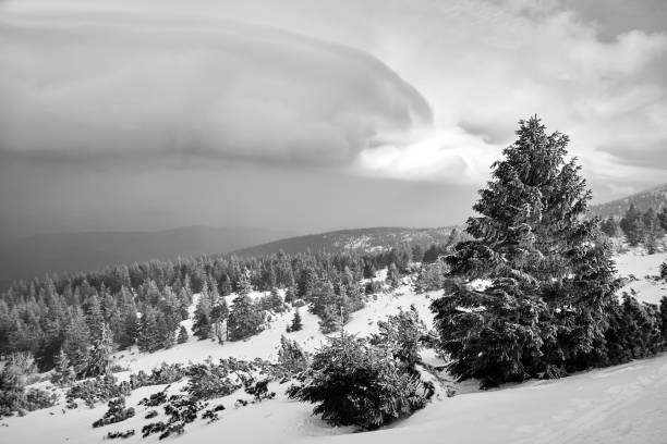 mountainside covered with coniferous forest in winter in the Karkonosze mountains, Poland