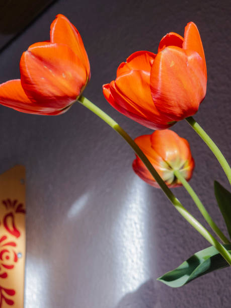 Vibrant orange tulips basking in sunlight against a textured wall create a warm and uplifting atmosphere