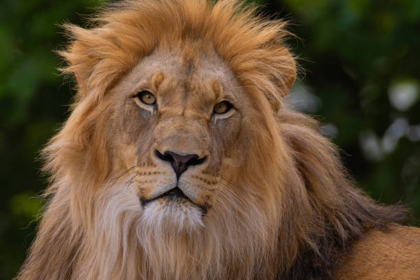 istock lion's portrait. expression is calm and majestic,details its fur and features. 2201080551
