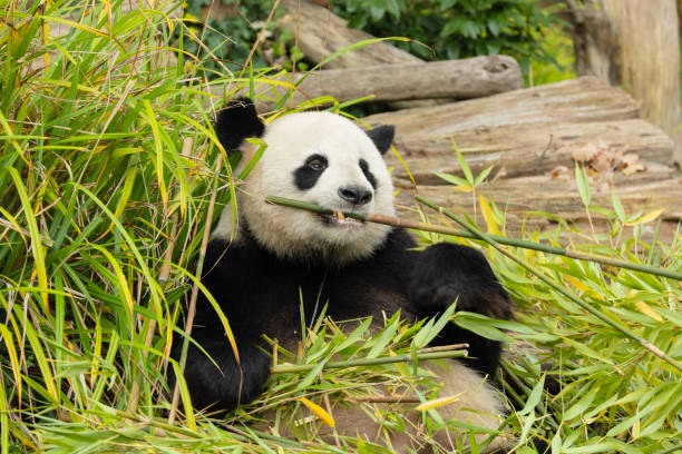 istock giant black and white panda is eating bamboo. Large animal closeup 2201080590