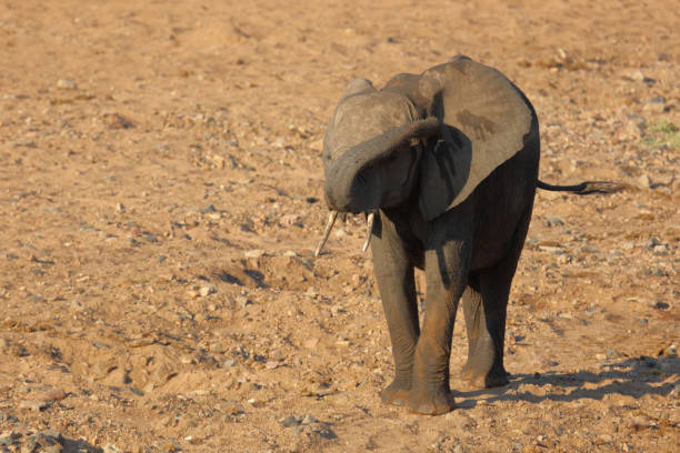 Afrikanischer Elefant / African elephant / Loxodonta africana