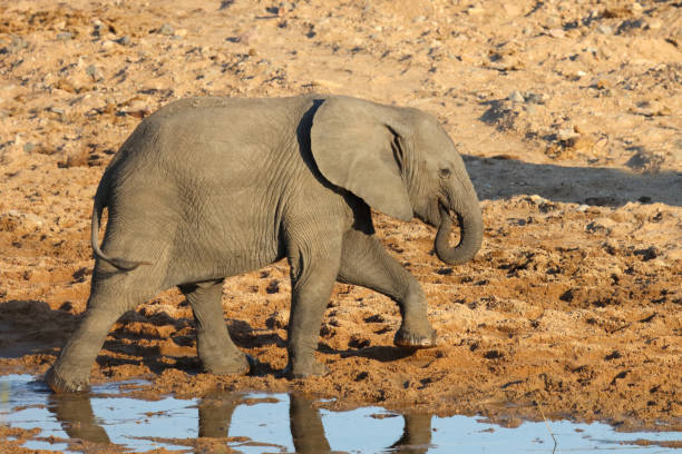 istock Afrikanischer Elefant / African elephant / Loxodonta africana 2201081199