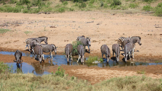 istock Steppenzebra / Burchell's zebra / Equus quagga burchellii 2201081758