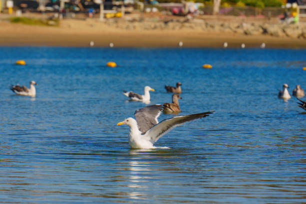 Three Great Black Backed Seagulls standing on beach sand at the edge of Atlantic Ocean waters.