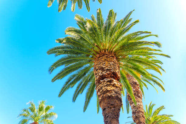 istock Group of Palm Trees Against Bright Blue Sky 2201083592
