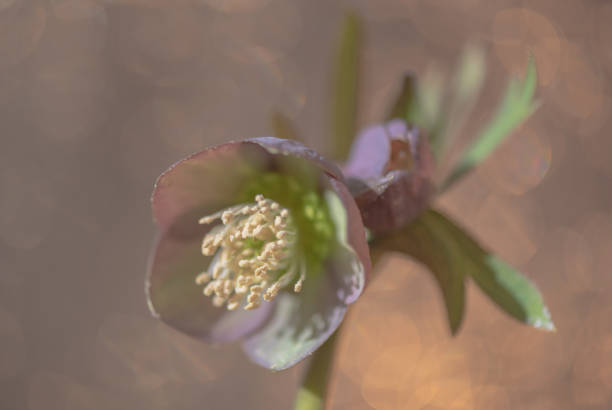 Blooming hellebore flower in pastel shades closeup