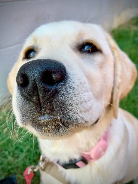 istock White Labrador Puppy Near Brick Wall 2201083736