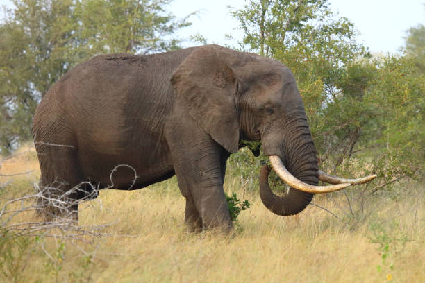istock Afrikanischer Elefant / African elephant / Loxodonta africana 2201083790