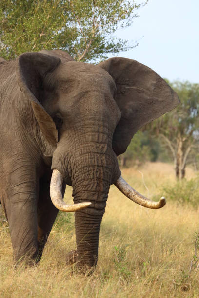 istock Afrikanischer Elefant / African elephant / Loxodonta africana 2201084035