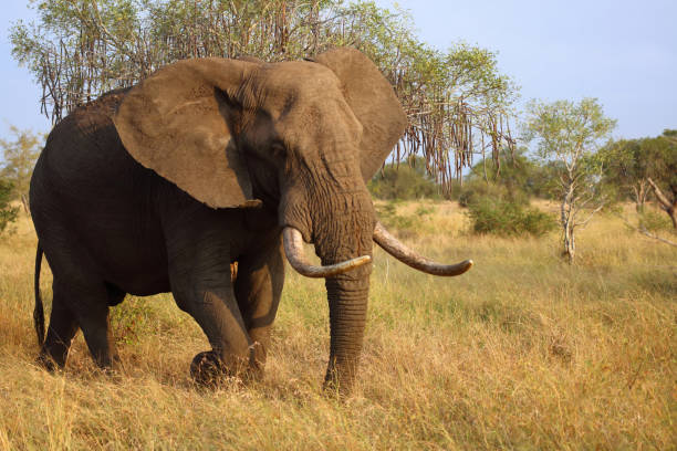 istock Afrikanischer Elefant / African elephant / Loxodonta africana 2201084204