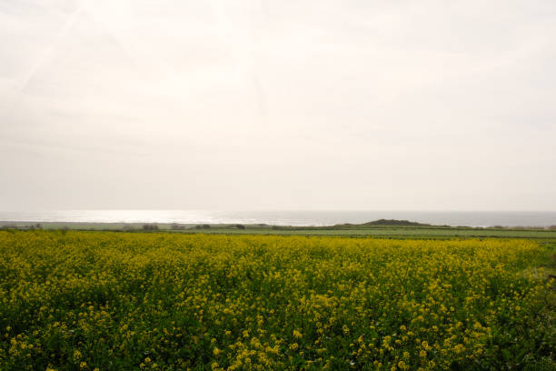 Field of yellow flowers stretching to the sea under a cloudy sky