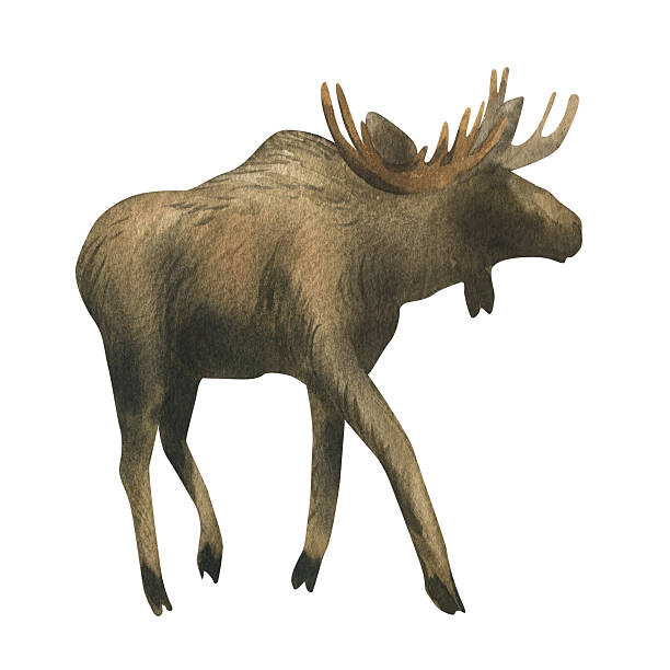 istock Elk young with antlers with brown fur. Wild animal walking in full growth side view. Watercolor illustration hand drawn. Separate element object isolated from background. 2201084903