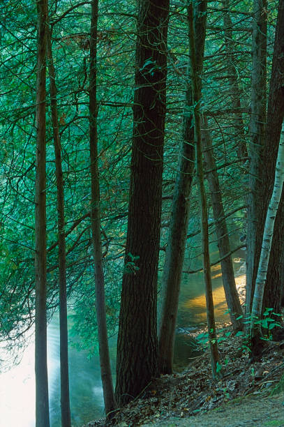 Little Manistee River, Manistee National Forest, Michigan