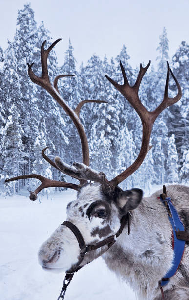 istock Reindeer head in snowy landscape 2201087207
